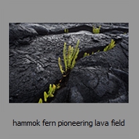 hammok fern pioneering lava field